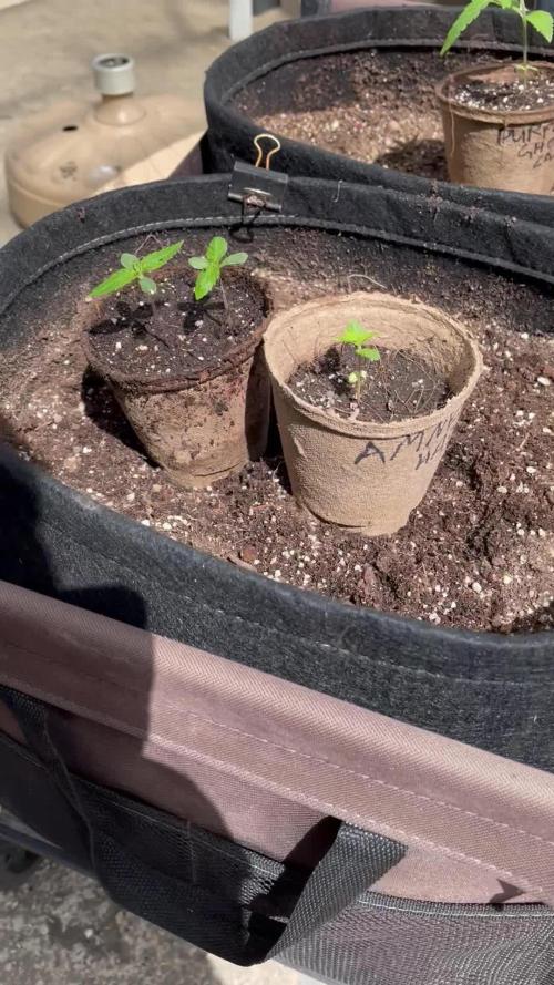 26 Amnesia Haze Fast