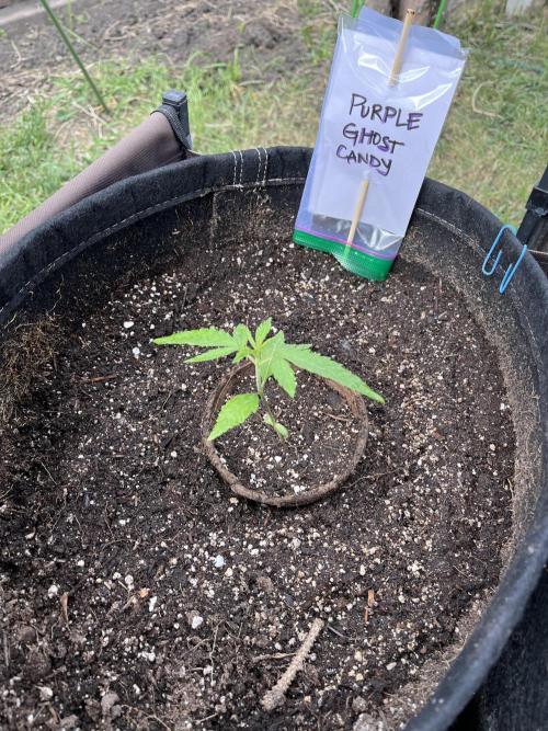 26 Purple Ghost Candy. Week 4 - May 24 Day 23