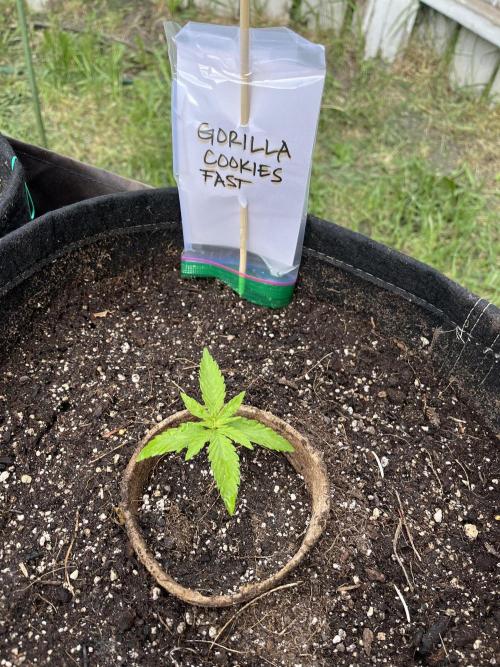 26 Gorilla Cookies Fast. Week 4 - May 24 Day 23