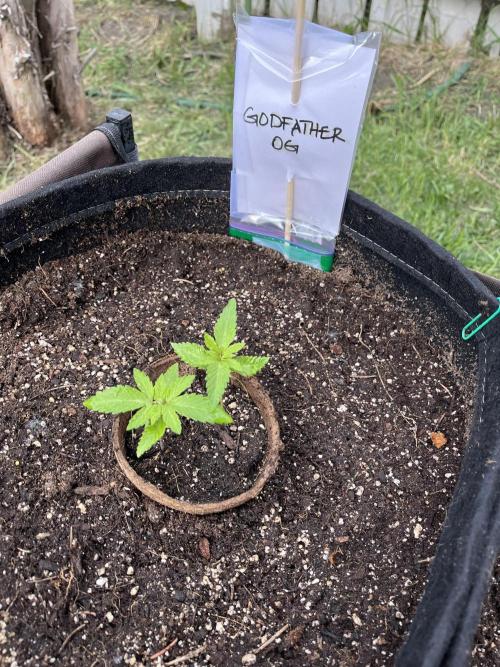 Godfather OG. Week 4