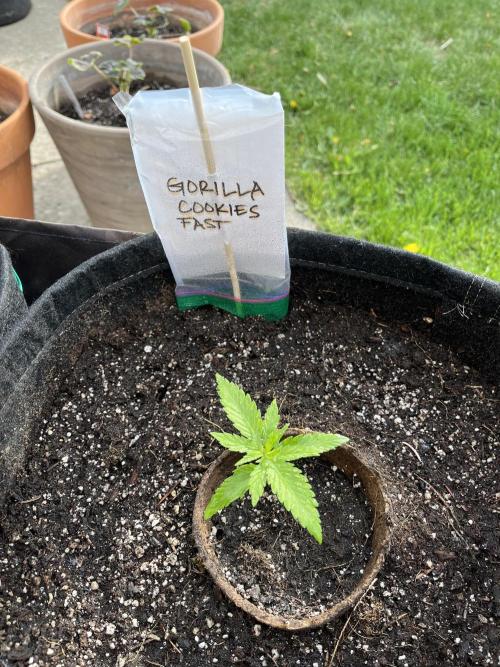 26 Gorilla Cookies Fast. Week 4 - May 26 Day 25 morning 