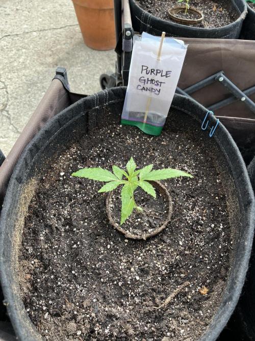 26 Purple Ghost Candy. Week 4 - May 26 Day 25 morning 