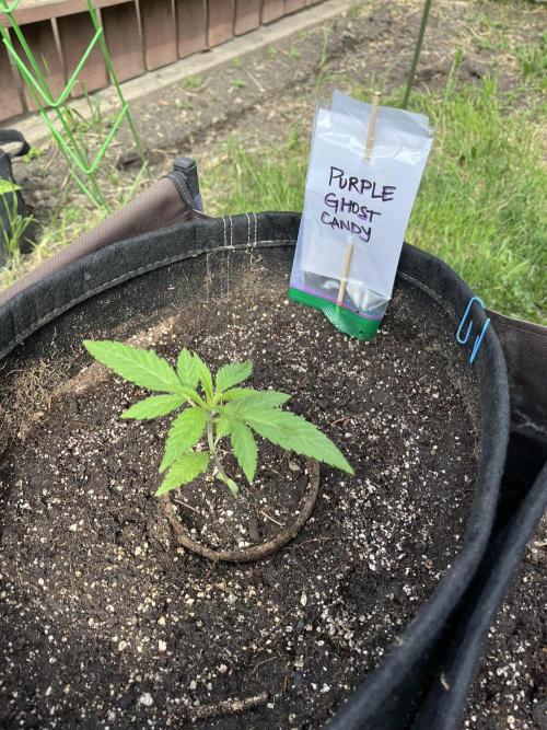 Purple Ghost Candy. Week 4