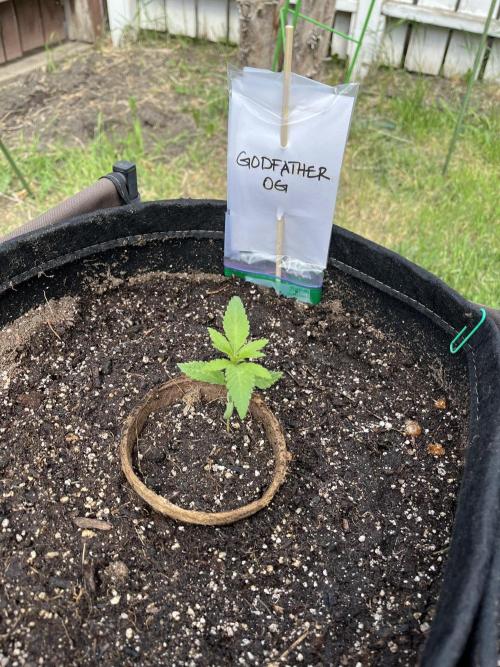 Godfather OG. Week 4