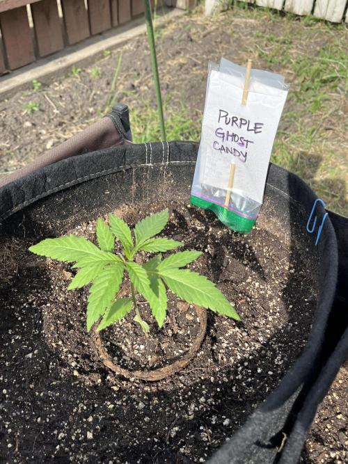 Purple Ghost Candy. Week 4
