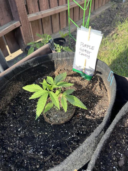 Purple Ghost Candy. Week 4