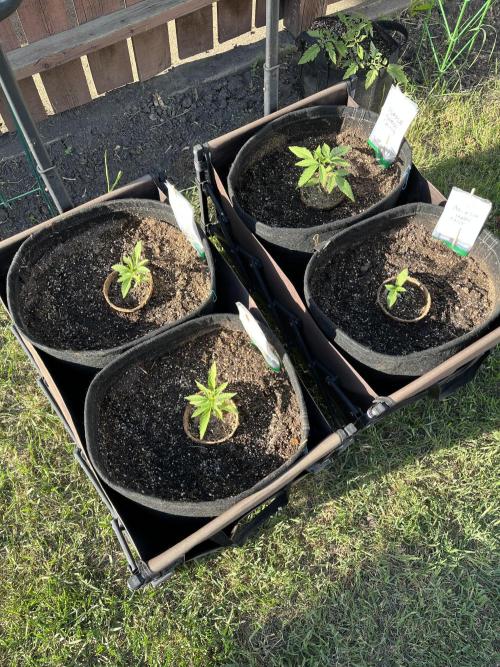 26 Amnesia Haze Fast. Week 4 - May 28 Day 27