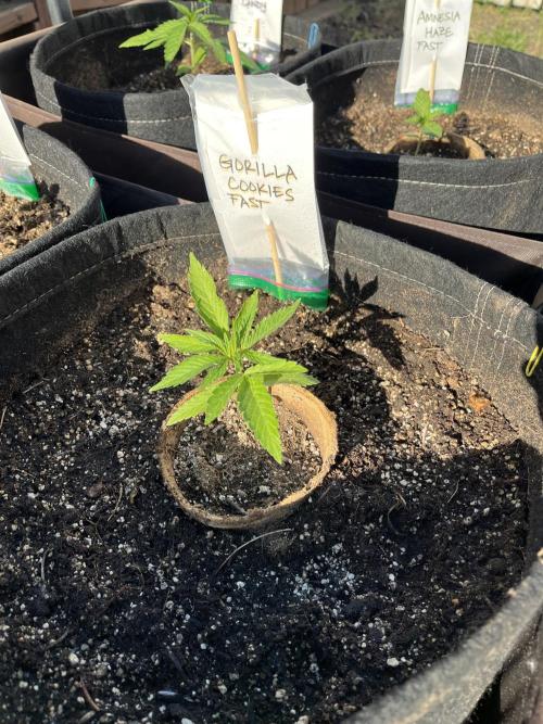 26 Gorilla Cookies Fast. Week 4 - May 28 Day 27