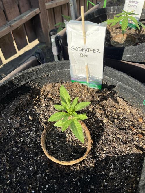 Godfather OG. Week 4