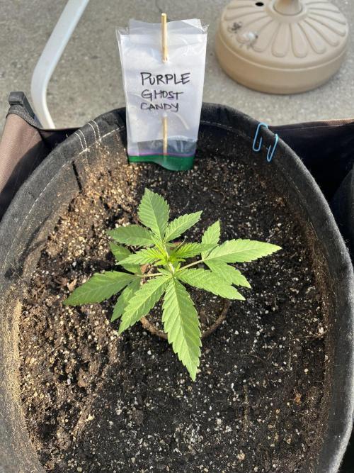 Purple Ghost Candy. Week 4