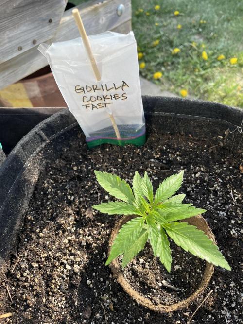 26 Gorilla Cookies Fast. Week 4 - May 29 Day 28