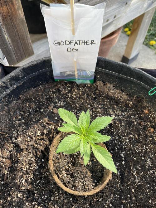 Godfather OG. Week 4