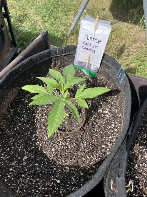 Purple Ghost Candy. Week 5