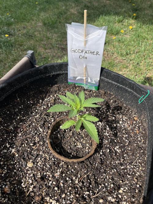 Godfather OG. Week 5
