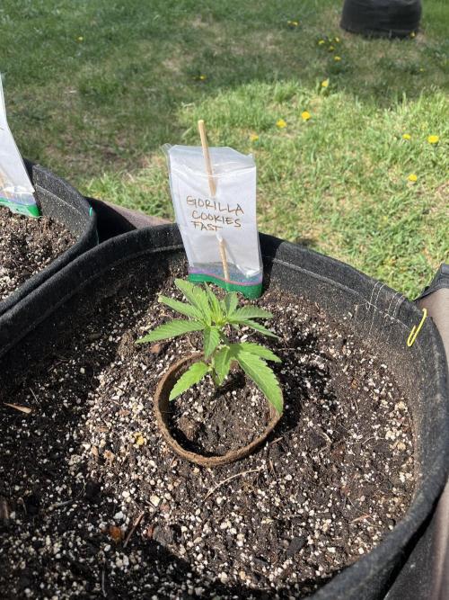 26 Gorilla Cookies Fast. Week 5 - May 30 Day 29 morning 