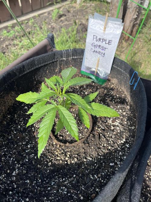 Purple Ghost Candy. Week 5