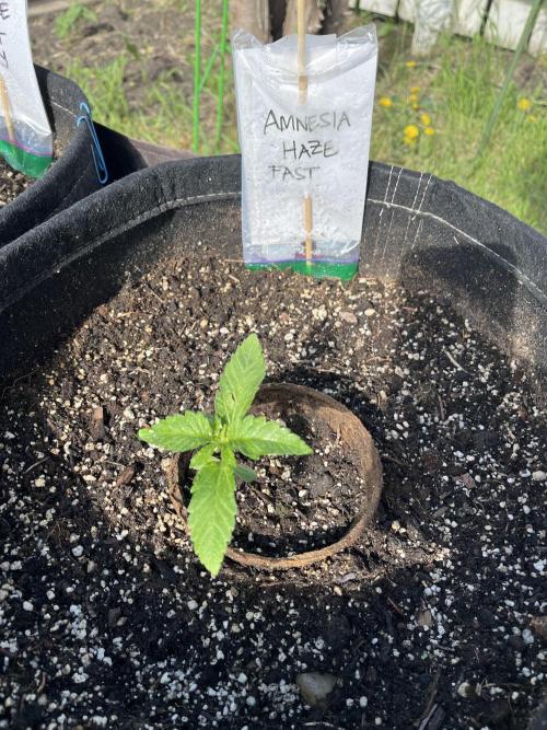 Amnesia Haze Go Fast. Week 5