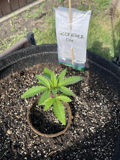 Godfather OG. Week 5