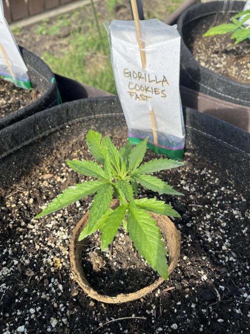 Gorilla Cookies FF. Week 5