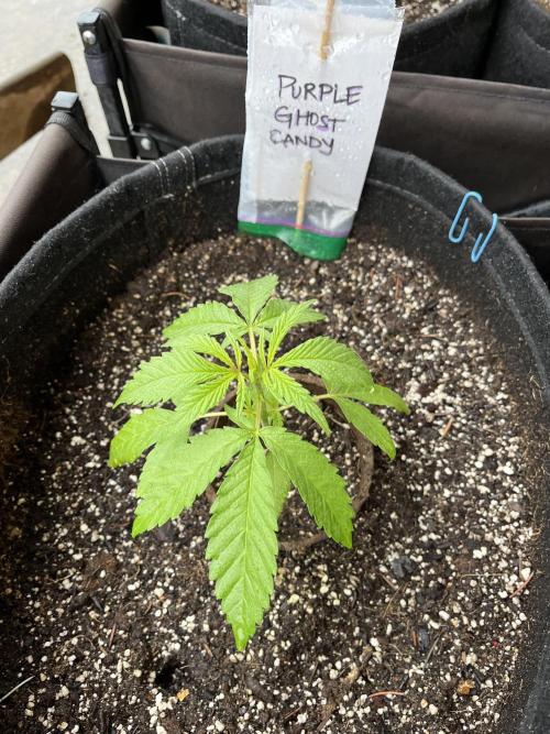 Purple Ghost Candy. Week 5