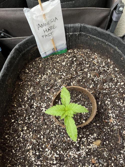 Amnesia Haze Go Fast. Week 5