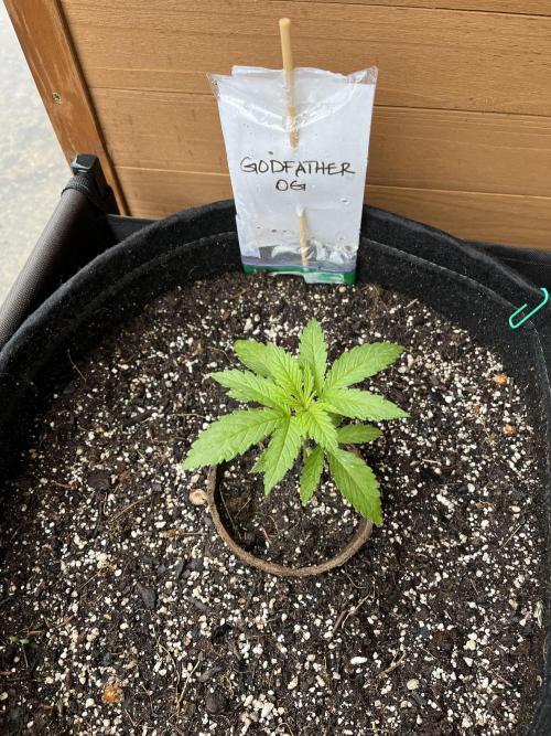 Godfather OG. Week 5