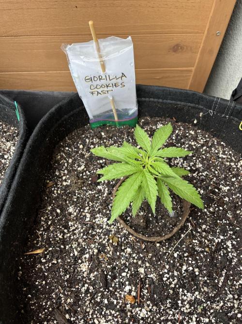 Gorilla Cookies FF. Week 5