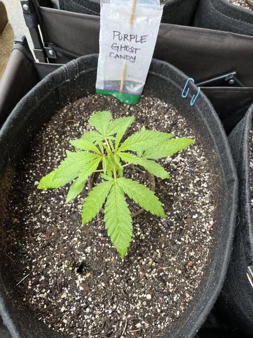 26 Purple Ghost Candy. Week 5 - June 1 Day 31