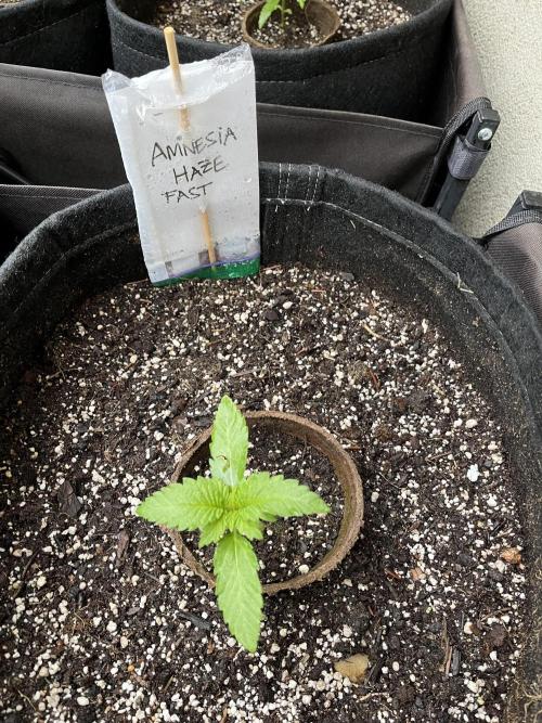 Amnesia Haze Go Fast. Week 5