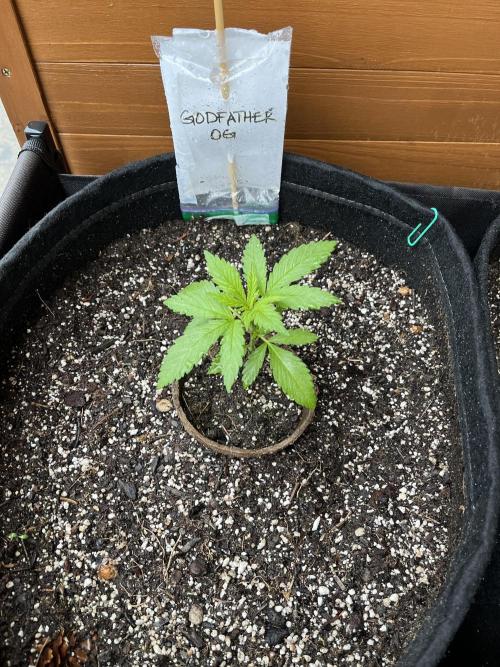 Godfather OG. Week 5