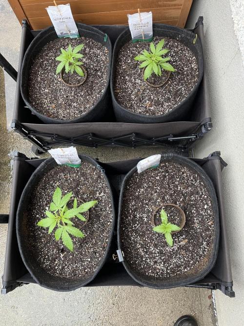 26 Gorilla Cookies Fast. Week 5 - June 1 Day 31