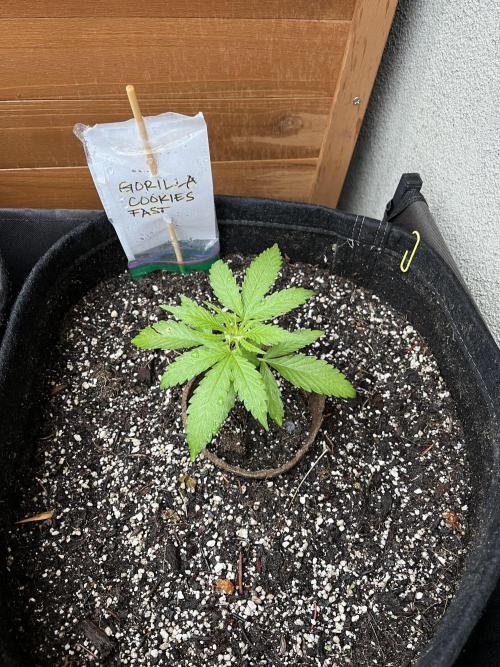 Gorilla Cookies FF. Week 5