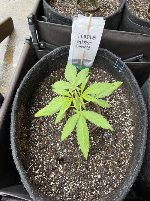 Purple Ghost Candy. Week 5