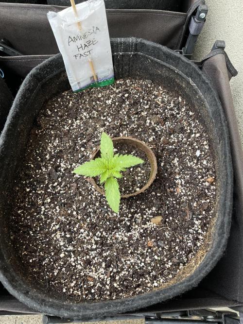 Amnesia Haze Go Fast. Week 5
