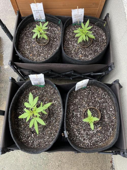 26 Gorilla Cookies Fast. Week 5 - June 2 Day 32