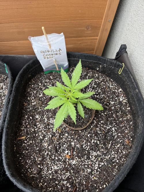 Gorilla Cookies FF. Week 5