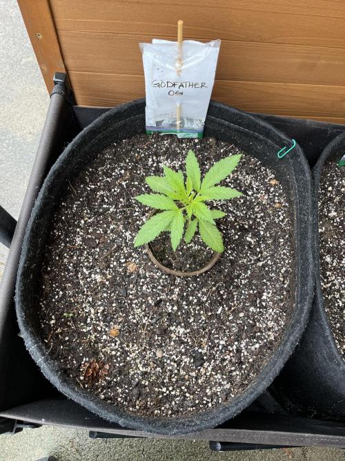 Godfather OG. Week 5