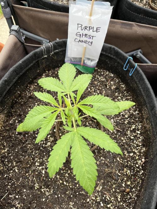 Purple Ghost Candy. Week 5