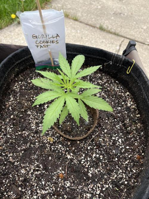 Gorilla Cookies FF. Week 5