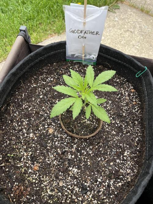 Godfather OG. Week 5