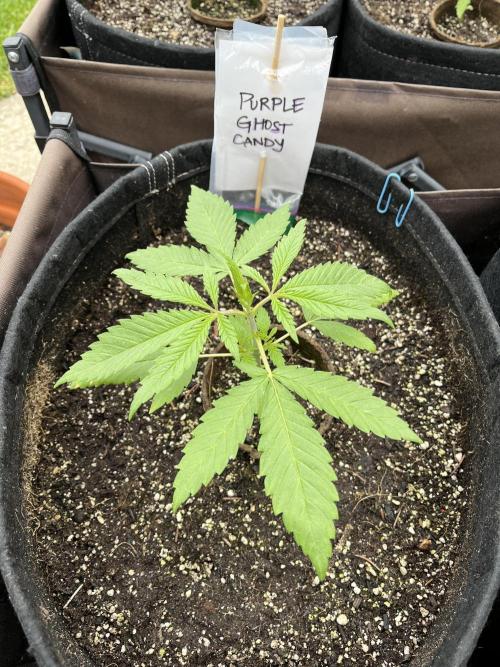 Purple Ghost Candy. Week 5