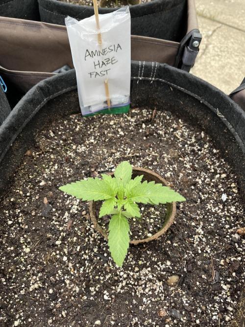 Amnesia Haze Go Fast. Week 5