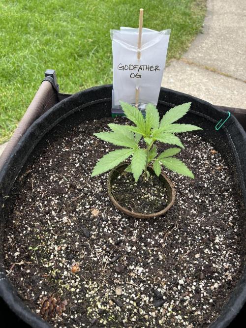Godfather OG. Week 5