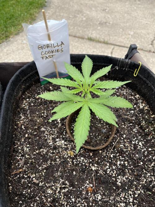 Gorilla Cookies FF. Week 5