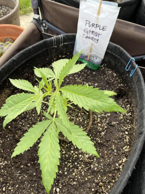 26 Purple Ghost Candy. Week 5 - June 5 Day 35