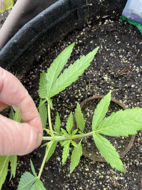 26 Purple Ghost Candy. Week 5 - June 5 Day 35 first topping
