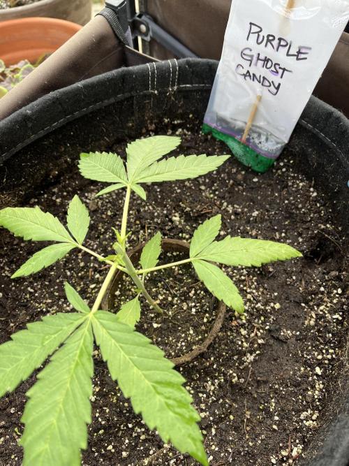 Purple Ghost Candy. Week 5