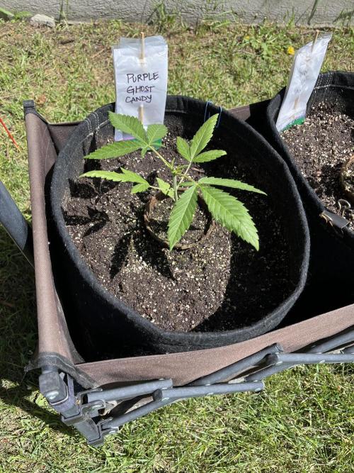 26 Purple Ghost Candy. Week 6 - June 6 Day 36