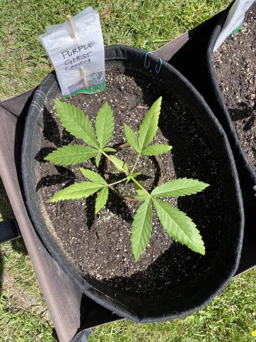 Purple Ghost Candy. Week 6