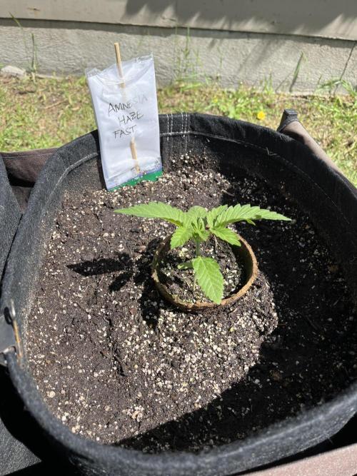 26 Amnesia Haze Fast. Week 6 - June 6 Day 36 but actually Day 27 for this backup seedling